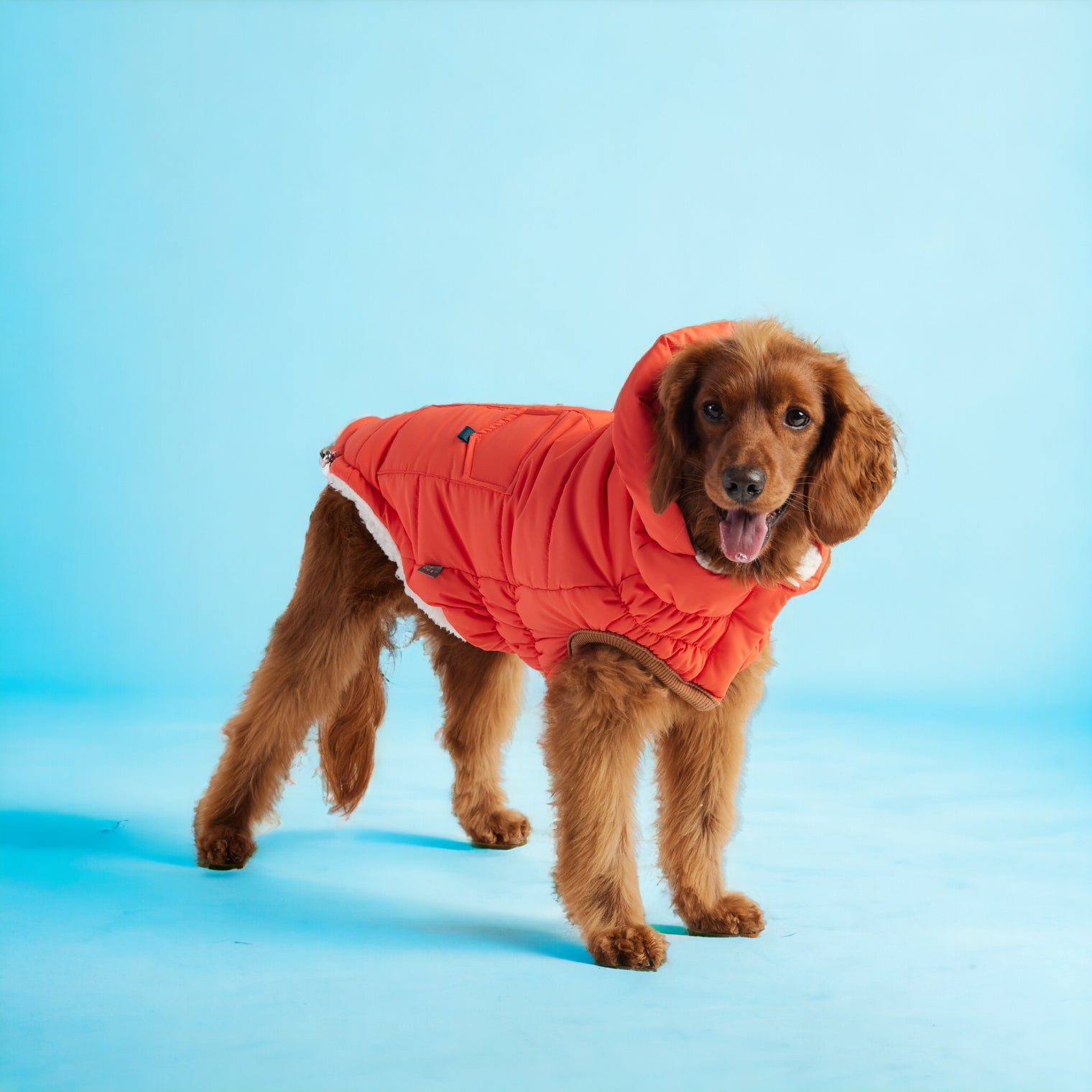 Super Puff Parka Dog Coat/Jacket - Orange - Hoochie Poochie