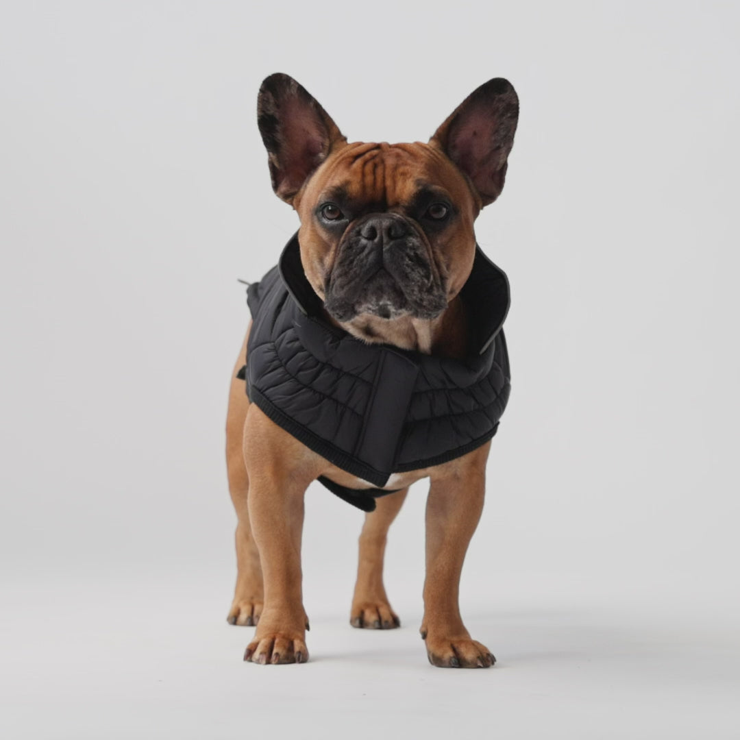 Reversible Chalet Dog Coat/Jacket - Black