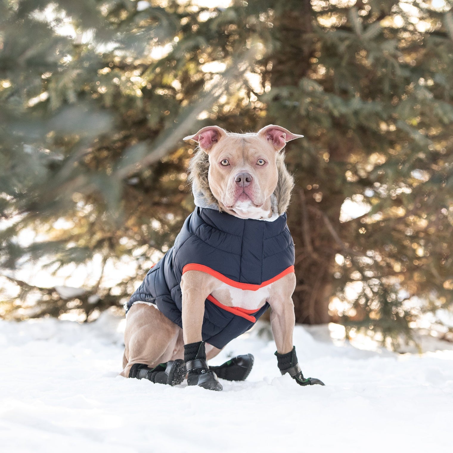 Winter Sailor Parka Dog Coat/Jacket - Navy - Hoochie Poochie