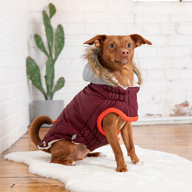 Winter Sailor Parka Dog Coat/Jacket - Burgundy - Hoochie Poochie