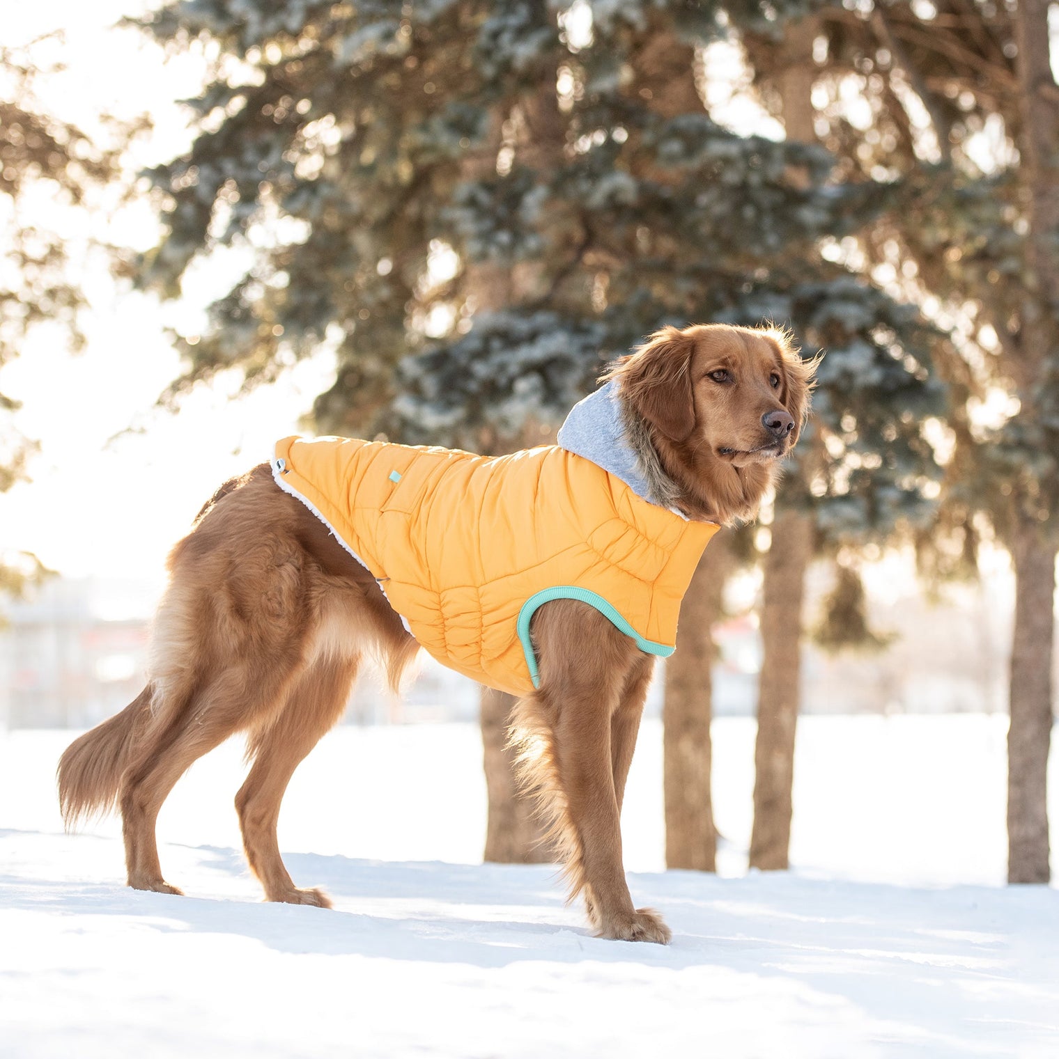 Winter Sailor Parka Dog Coat/Jacket - Yellow - Hoochie Poochie