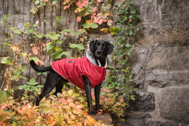 Brave Bark Thermal Parka Dog Coat/Jacket - Red - Hoochie Poochie