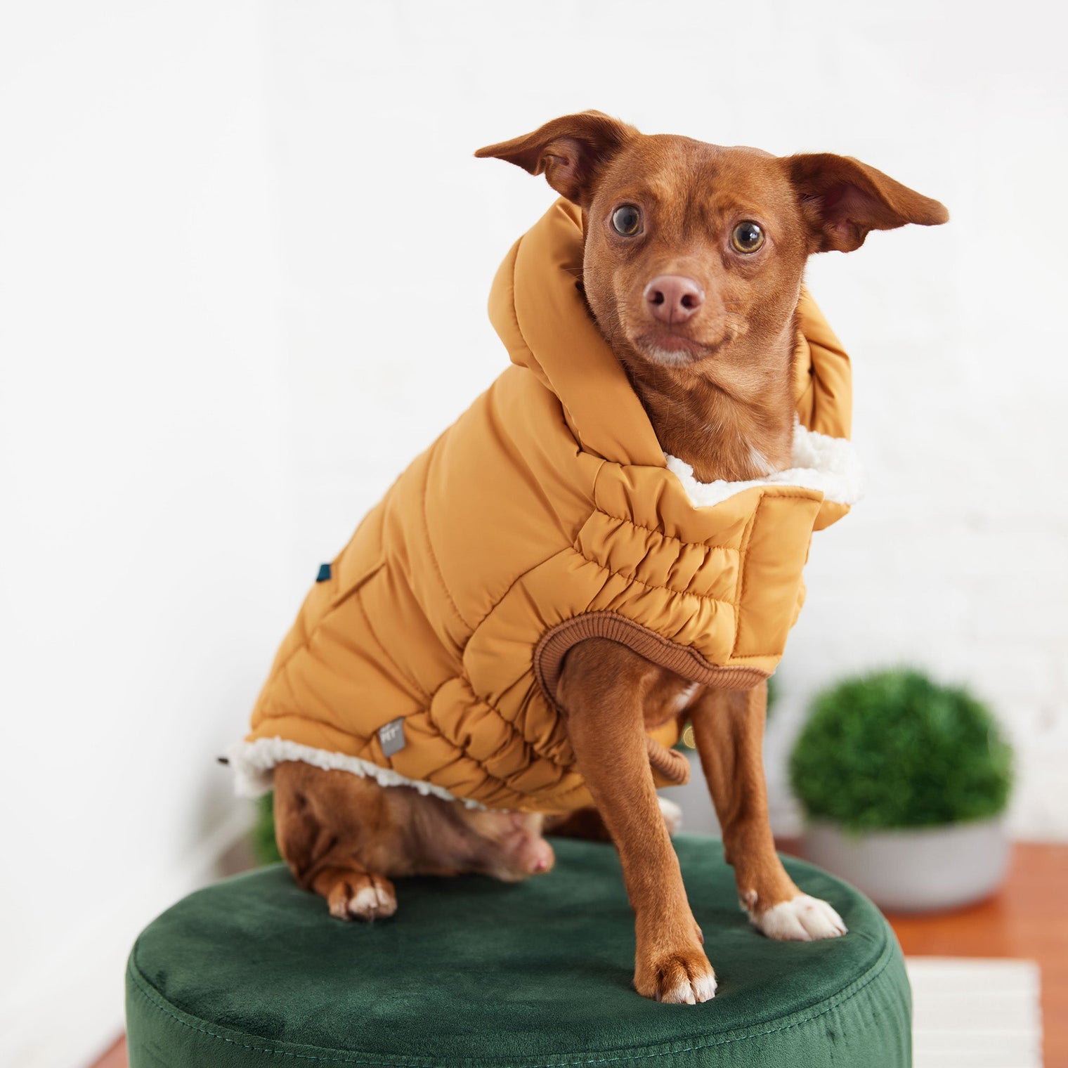 Super Puff Parka Dog Coat/Jacket - Yellow - Hoochie Poochie