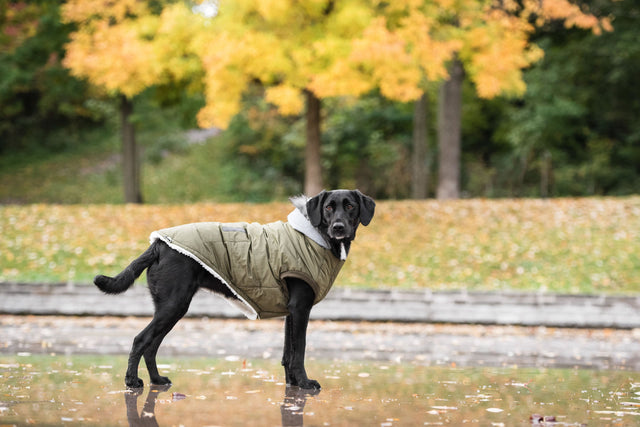 Brave Bark Thermal Parka Dog Coat/Jacket - Khaki Green - Hoochie Poochie