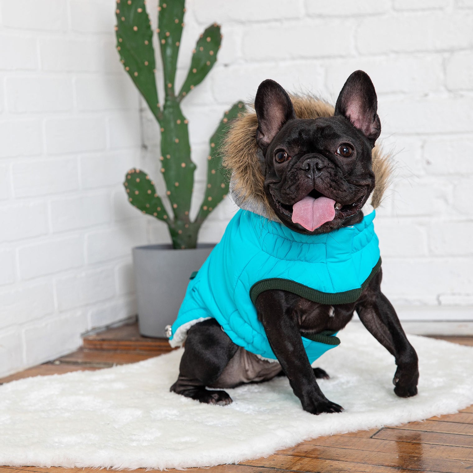 Winter Sailor Parka Dog Coat/Jacket - Aqua - Hoochie Poochie